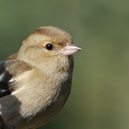 vink5