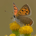 kleine vuurvlinder 1